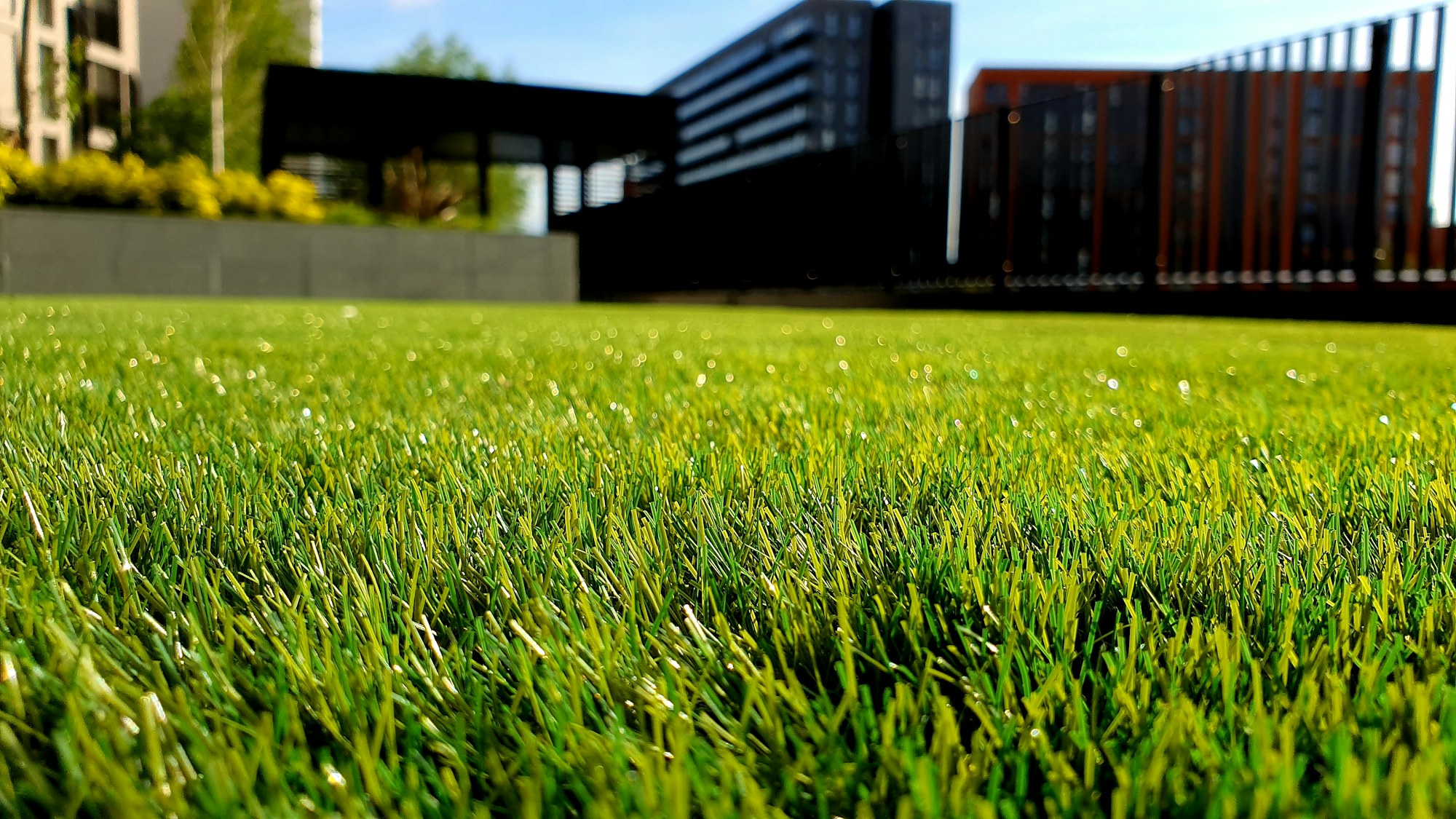 Dense, evenly cut green grass photographed at ground level in bright sunlight